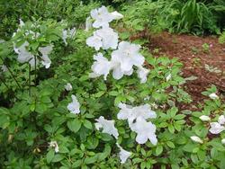 Azalea 'Girard's Pleasant White' (Girard Hybrid) — photo 1