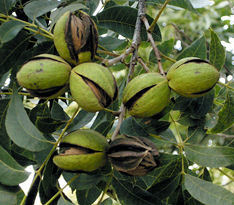Carya illinoinensis 'Pawnee'( AMERICAN INDIAN TRIBE SERIES)