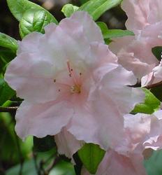 Azalea Gloria'(Southern Indica Hybrid) — photo 1