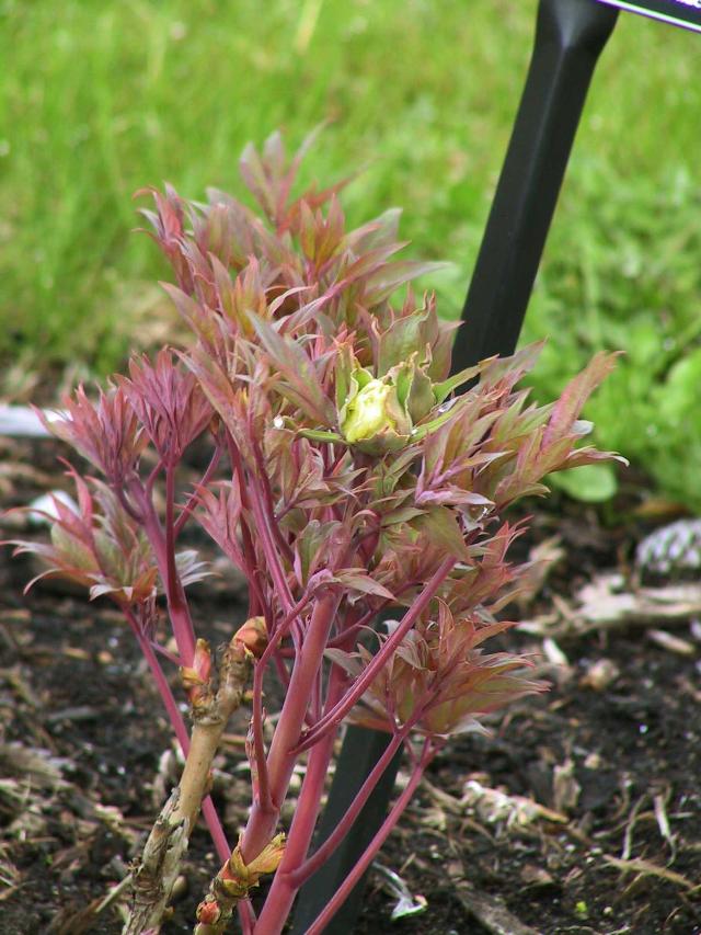 Paeonia suffruticosa 'Brocade of Kamada' — photo 1