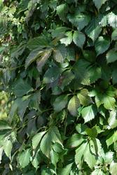 Parthenocissus quinquefolia var. engelmannii — photo 2