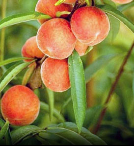 Prunus persica 'Belle of Georgia' — photo 1