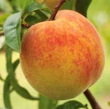 Peach, Elberta — photo 1