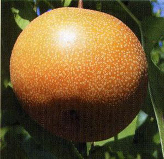 Pyrus pyrifolia 'Hosui' — photo 1