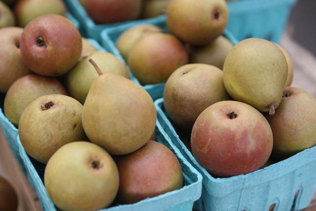 Pyrus communis 'Seckel' — photo 1