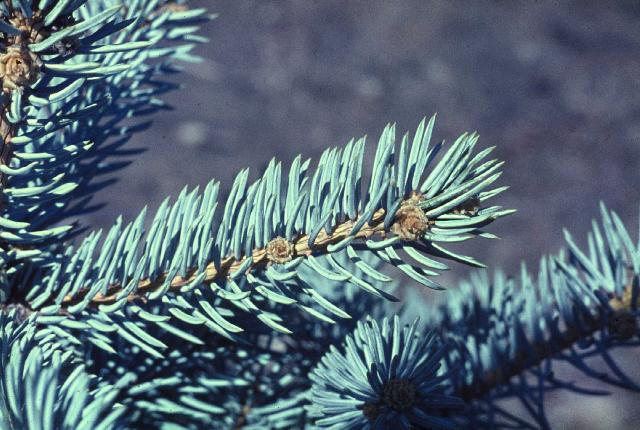 Picea pungens