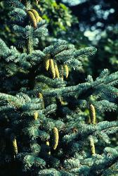 Picea pungens — photo 3