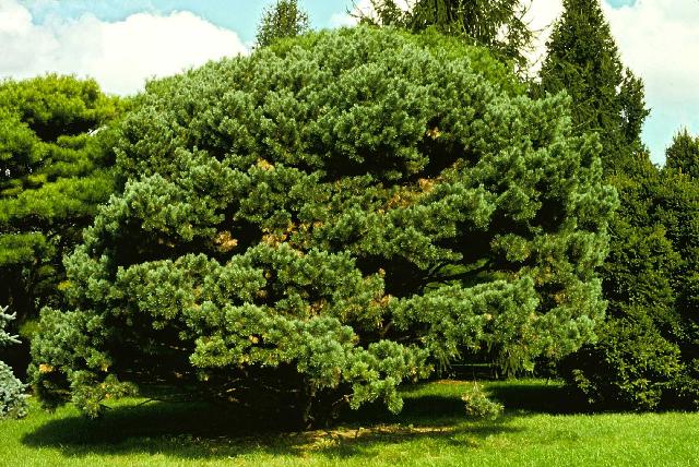 Pinus sylvestris 'Watereri' — photo 1