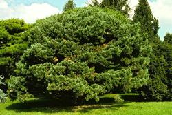 Pinus sylvestris 'Watereri' — photo 1