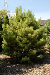 Pinus sylvestris 'Watereri' — photo 3