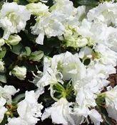 Azalea 'Helen Curtis'(Shammarello Hybrid) — photo 1