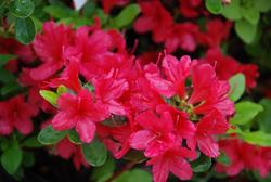 Azalea 'Hino-Crimson'( Kurume Hybrid) — photo 1