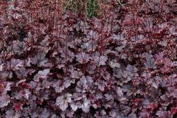 Heuchera 'Plum Pudding' — photo 1