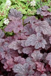 Heuchera 'Plum Pudding' — photo 2
