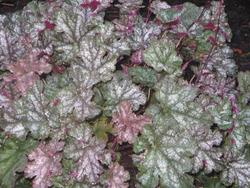 Heuchera 'Plum Pudding' — photo 3