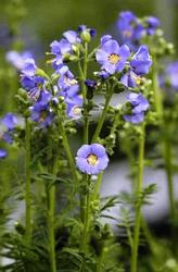 Polemonium boreale 'Heavenly Habit' — photo 1