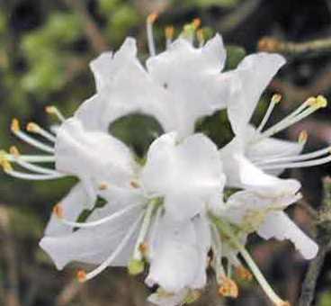 Rhododendron kiusianum