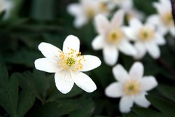 Anemone sylvestris — photo 2