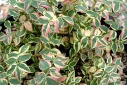 Polemonium Stairway to Heaven — photo 2