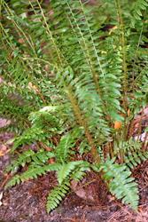 Polystichum acrostichoides — photo 3
