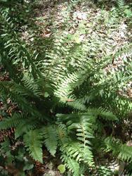 Polystichum acrostichoides 'Xmas Fern' — photo 2