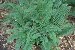 Polystichum acrostichoides 'Xmas Fern' — photo 3