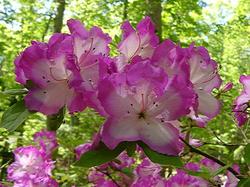 Azalea 'Martha Hitchcock'(Morrison Hybrid) — photo 1