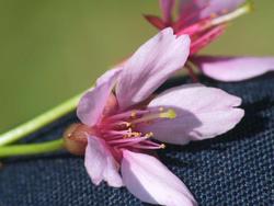 Prunus campanulata Okame — photo 3