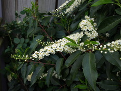 Prunus lusitanica — photo 2