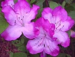 Azalea 'Martha Hitchcock'(Morrison Hybrid) — photo 2