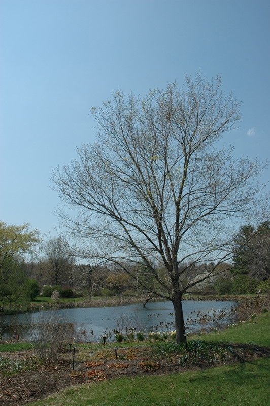 Acer saccharum 'Commemoration' - The Site Gardener