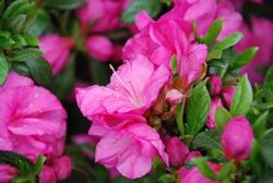Azalea Mary Elizabeth — photo 1