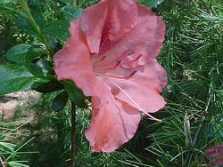 Azalea 'Nancy of Robin hill'(Robin Hill Hybrid) — photo 1