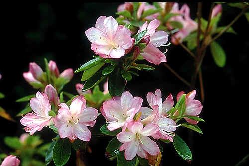 Azalea Peggy Ann — photo 1