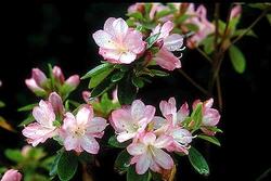 Azalea Peggy Ann — photo 1
