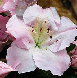 Azalea Peter Pooker — photo 1