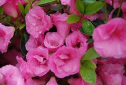 Azalea 'Rosebud' — photo 1