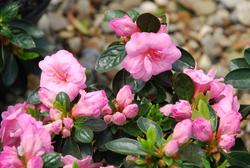 Azalea 'Rosebud' — photo 2