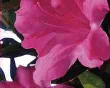 Azalea 'Conlec' AUTUMN ROYALTY — photo 1