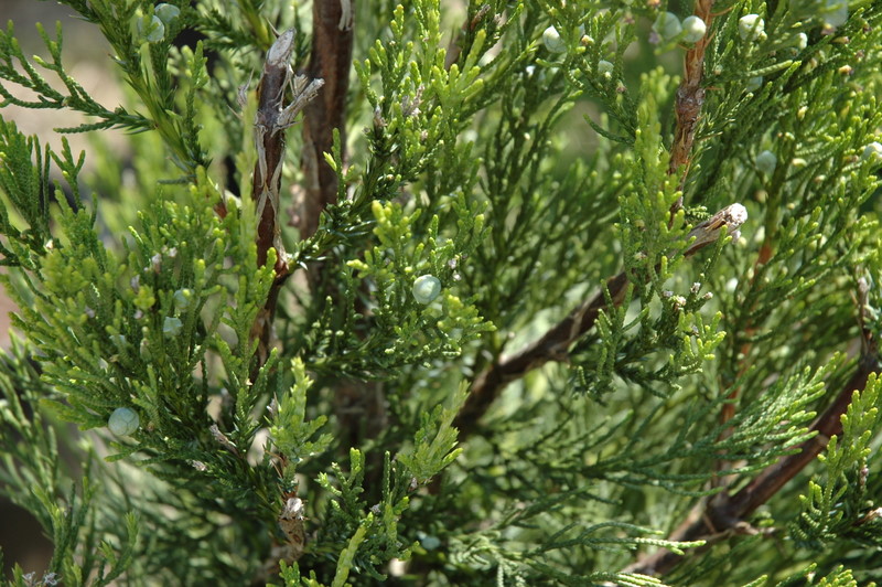 Juniperus Chinensis Hetzii Columnaris