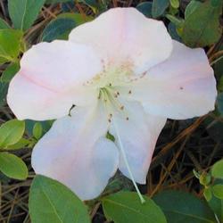 Azalea 'Sir Robert'( Robin Hill Hybrid) — photo 1