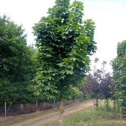 Acer platanoides 'Columnare' — photo 3