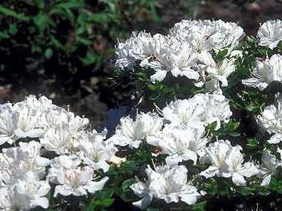 Azalea 'White Moon'(Robin Hill Hybrid) — photo 1