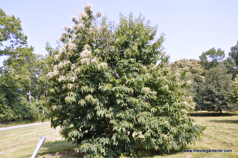 Castanea mollissima - The Site Gardener
