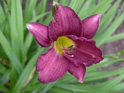hemerocallis 'Little Grapette' — photo 3