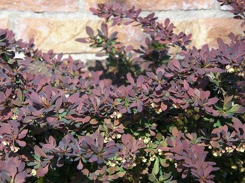 Berberis thunbergii f. atropurpurea 'Rose Glow'