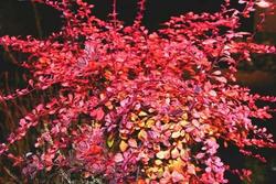 Berberis thunbergii f. atropurpurea 'Rose Glow' — photo 2