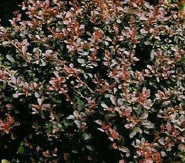 Berberis thunbergii f. atropurpurea 'Royal Burgundy'