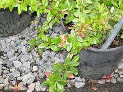 Berberis x gladwynensis William Penn — photo 1