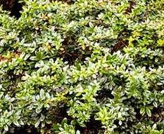 Berberis x gladwynensis William Penn — photo 2